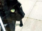 Female black cat