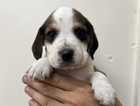 X6 Beagle puppies available. Boys & Girls