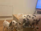 Last male spotty Dalmatian ready to leave now