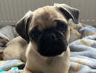 Pedigree Pug Male Adorable Puppy For Sale