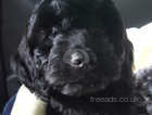 Cockapoo Dogs And Puppies In Virginia Water Find Puppies And Dogs At Freeads In Virginia Water S 1 Classified Ads