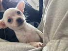 9 week Beautiful singleton Chihuahua