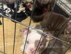 Micro pocket bully pups for sale