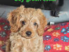 FULLY VACCINATED ONLY ONE BOY LEFT Cavapoo's health tested parents