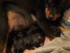 Excellent bloodline Rottweiler puppies for sale