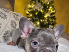 KC registered French Bulldog lilac & tan carrying fluffy (one boy puppy left)