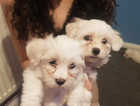 3 Bichon Maltese puppies waiting for a new home