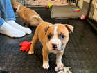 LAST ONE - KC Reg Staffordshire Bull Terrier Puppies - READY NOW