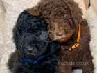 Standard Poodle Puppies ready now