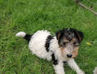 Pure wire haired Fox Terrier pups READY NOW