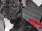 For sale Blue French Bulldog