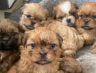 Shih Tzu puppies for sale ready to leave soon