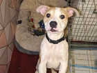 American staffie female 5 months old