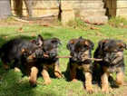 7 happy GSD Puppies