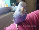 Hand reared silly tame baby budgie for reservation