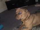 Pocket bullie for sale with papers