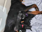 4 Stunning Rottweiler Puppies