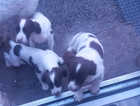 Springer pups ready to go