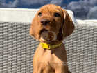 Hungarian WIREHAIRED vizsla pup 8 weeks old