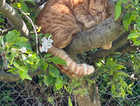 Marmaduke