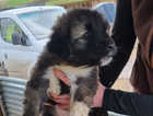Beautiful pure breed puppies for sale 4 boys and 5 girls