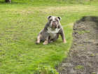 Reggie!! British Bulldog