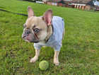 French bulldog 8months old