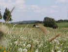Livery Stables And Grazing Services In Upton St Leonards Find Equestrian Services At Freeads In Upton St Leonards S 1 Classified Ads
