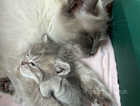 Ragdoll x British Shorthair Kittens