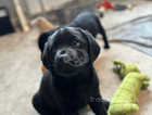 Adorable Family raised Black Labrador Puppies