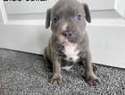 6 beautiful staffy pups prices in description