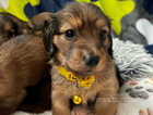 Adorable KC registered miniature dachshunds