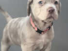 Beautiful Merle Mastiff Puppies For Sale