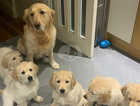 KC Registered Pedigree Golden Retriever puppies