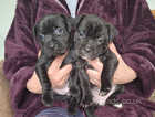 Gorgeous staffy puppies £750 ready to leave Friday 10th of May