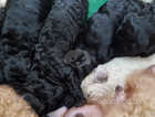 Beautiful toy poodle puppies