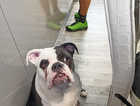 Skye old English bull dog