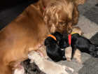 Cockapoo puppies 3 left ready 4 march