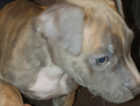 blue Staff pups 12 weeks old ready for their forever home