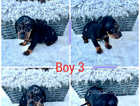 Dachshund puppies 4 boys