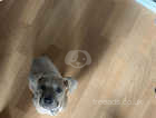 Blue roam carrier female puppy