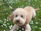 Teddy. Toy poodle