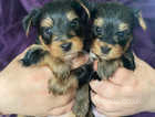 Miniature Yorkshire Terrier puppies