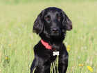 Flat Coated Retriever Puppies