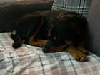 10 month old Female Rottweiler for sale