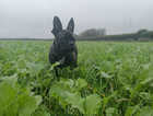 7 month old Frenchie x pug female