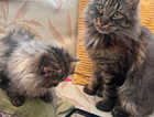 Bonded Cat &Kitten Main Coon and Persian Chinchilla doll face