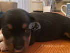 Beautiful JackDach puppy for sale- ready for new home 3.5.24