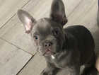 Kc registered Blue and tan French bulldog puppy for sale