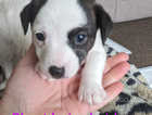 Jack Russell Puppies only 1 girl left
